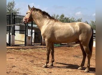 PRE Croisé, Étalon, 3 Ans, 170 cm, Perlino