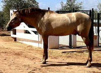 PRE Croisé, Étalon, 3 Ans, 170 cm, Perlino