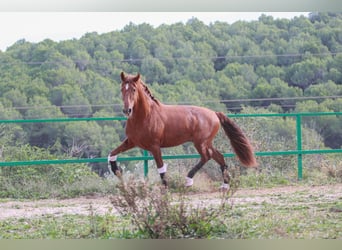 PRE, Étalon, 3 Ans, 172 cm, Alezan cuivré