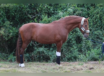 PRE, Étalon, 3 Ans, 172 cm, Alezan cuivré