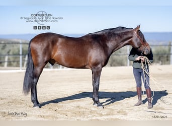 PRE, Étalon, 3 Ans, 172 cm, Bai