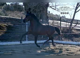 PRE, Étalon, 3 Ans, 172 cm, Bai