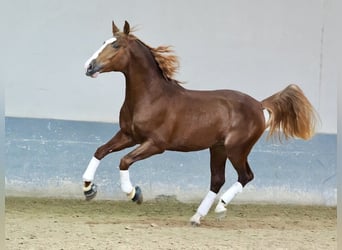 PRE Croisé, Étalon, 3 Ans, 173 cm, Alezan