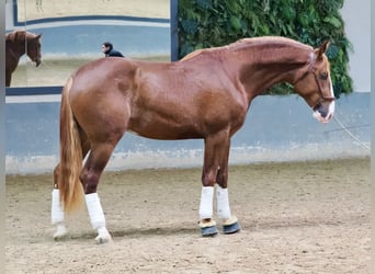 PRE Croisé, Étalon, 3 Ans, 173 cm, Alezan