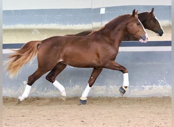 PRE Croisé, Étalon, 3 Ans, 173 cm, Alezan