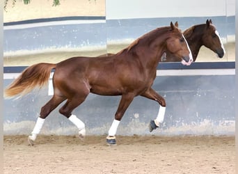 PRE Croisé, Étalon, 3 Ans, 173 cm, Alezan