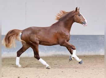 PRE Croisé, Étalon, 3 Ans, 173 cm, Alezan