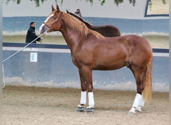 PRE Croisé, Étalon, 3 Ans, 173 cm, Alezan