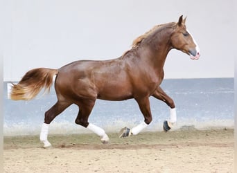 PRE Croisé, Étalon, 3 Ans, 173 cm, Alezan