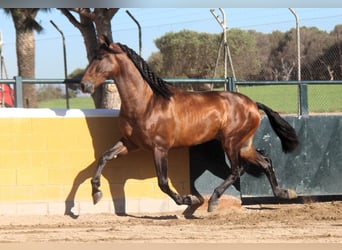 PRE Croisé, Étalon, 3 Ans, 173 cm, Bai cerise