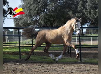 PRE, Étalon, 3 Ans, 173 cm, Peut devenir gris