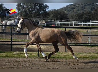 PRE, Étalon, 3 Ans, 173 cm, Peut devenir gris