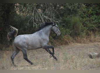 PRE, Étalon, 3 Ans, 174 cm, Gris