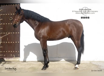 PRE Croisé, Étalon, 3 Ans, 175 cm, Bai