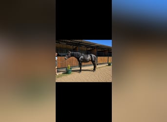 PRE, Étalon, 3 Ans, 175 cm, Gris