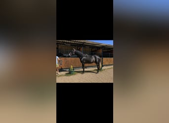 PRE, Étalon, 3 Ans, 175 cm, Gris