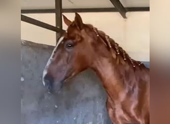 PRE, Étalon, 3 Ans, Alezan