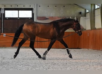 PRE Croisé, Étalon, 3 Ans, Bai brun
