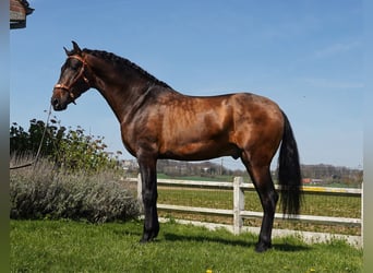 PRE Croisé, Étalon, 3 Ans, Bai brun