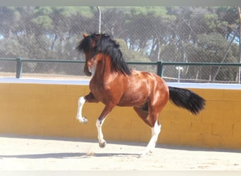 PRE Croisé, Étalon, 3 Ans, Bai