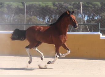 PRE Croisé, Étalon, 3 Ans, Bai