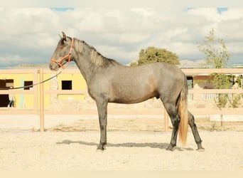 PRE Croisé, Étalon, 3 Ans, Gris
