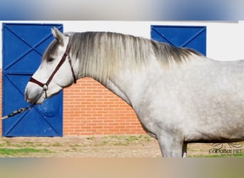 PRE Croisé, Étalon, 3 Ans, Gris