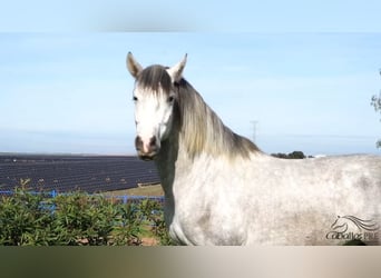 PRE Croisé, Étalon, 3 Ans, Gris