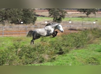 PRE Croisé, Étalon, 3 Ans, Gris