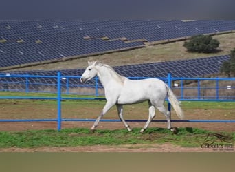 PRE Croisé, Étalon, 3 Ans, Gris