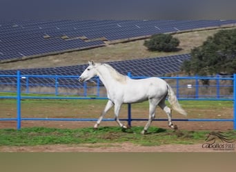 PRE Croisé, Étalon, 3 Ans, Gris