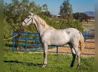 PRE Croisé, Étalon, 3 Ans, Gris