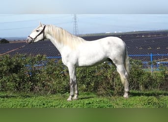 PRE Croisé, Étalon, 3 Ans, Gris