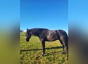 PRE Croisé, Étalon, 3 Ans, Noir
