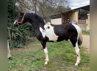 PRE Croisé, Étalon, 3 Ans, Pinto