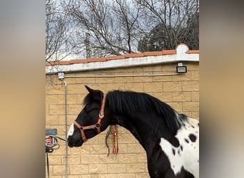 PRE Croisé, Étalon, 3 Ans, Pinto