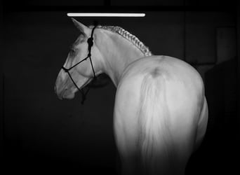 PRE Croisé, Étalon, 4 Ans, 147 cm, Cremello