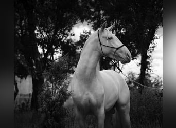 PRE Croisé, Étalon, 4 Ans, 147 cm, Cremello