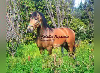 PRE Croisé, Étalon, 4 Ans, 149 cm, Buckskin