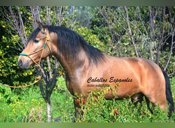 PRE Croisé, Étalon, 4 Ans, 149 cm, Buckskin