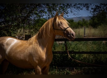 PRE Croisé, Étalon, 4 Ans, 150 cm, Perle