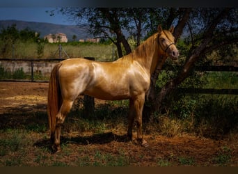 PRE Croisé, Étalon, 4 Ans, 150 cm, Perle