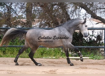 PRE Croisé, Étalon, 4 Ans, 153 cm, Gris noir