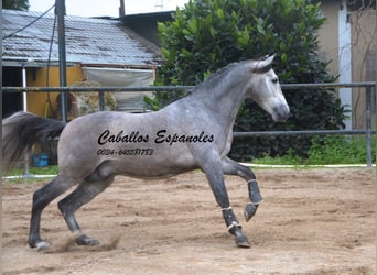 PRE Croisé, Étalon, 4 Ans, 153 cm, Gris noir