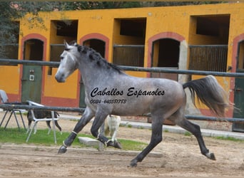 PRE Croisé, Étalon, 4 Ans, 153 cm, Gris noir