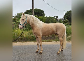 PRE Croisé, Étalon, 4 Ans, 154 cm, Palomino