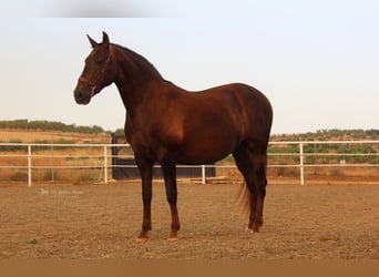 PRE Croisé, Étalon, 4 Ans, 155 cm, Alezan
