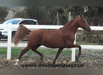 PRE Croisé, Étalon, 4 Ans, 155 cm, Alezan