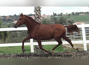 PRE Croisé, Étalon, 4 Ans, 155 cm, Alezan