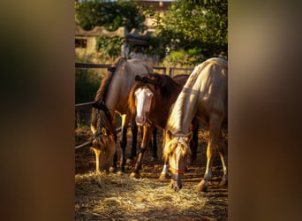 PRE Croisé, Étalon, 4 Ans, 155 cm, Buckskin